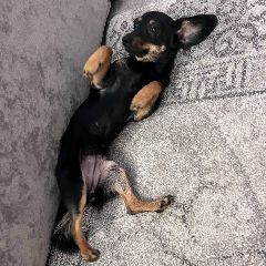 ������������� �������� ��������� �������-��������� � ���� ������� (����)