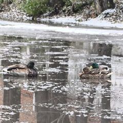 ������������� ����, ������� �� ������������� �������� ������, ����� ����� ��� ���������� ��� ���� (����, �����)