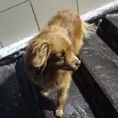 �� ������� ������ ��������� ����� ����-��������� (����)