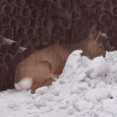 � ������������ � ����� ���� ������ ������ (����, �����)