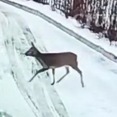 ��� ������� ������, �������� �� ������������ (�����)