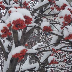 � ������� ����� ���� ������� � ���� �����������