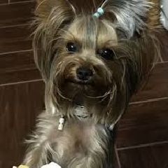 �� �����-������������ ��������� ����-����