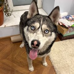 �� �������� ������ ����� (����, �����)