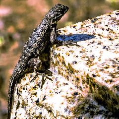 ��� ������� ��������: ������ ��� �����