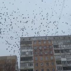 ������������� ��������� ����������� ����������� ��� �������������� ������������ (�����)