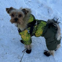 �� �������� ��������� ����������� ������ (����)