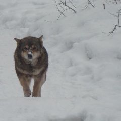 � ���������� ������� � ������� ����������� ������ �����