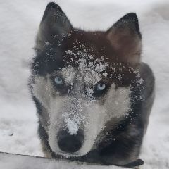 � ������������ ���������� ������ ����� (����)