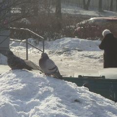 � ����������� � �������� �������� �������� �����������