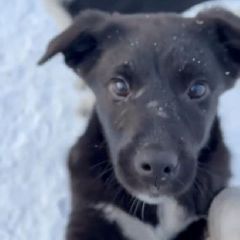 ���� ������� ��� ���������� ����� (����)