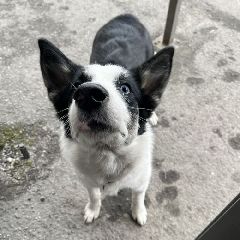 ׸���-����� ������, ������� ������ � ���������, ��������� ������� � ������� (����)