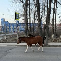 �� ���������� ������ ������������ ������ ����-��������� (����)