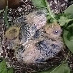 ��� ������ � ����������� ���������� ������ �������� (����)