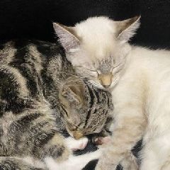 Новокузнечане ищут дом для милых котят, найденных в полях на Ильинке (ФОТО) Новокузнечане ищут дом для милых котят, найденных в полях на Ильинке (ФОТО)